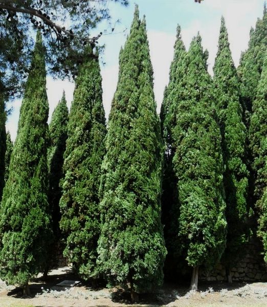 Cupressus sempervirens